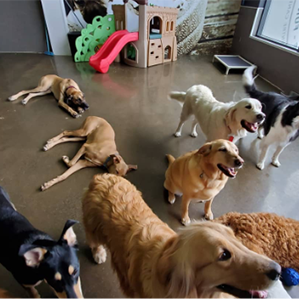 image of dogs