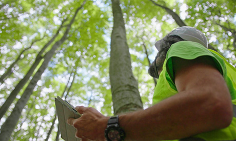Person examines trees in their natural condition in the forest